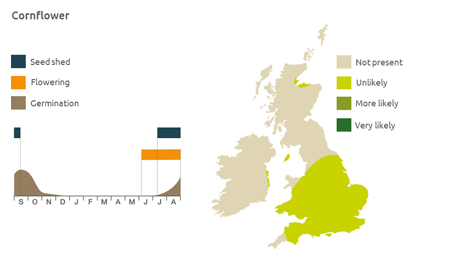 Cornflower life cycle and UK distribution